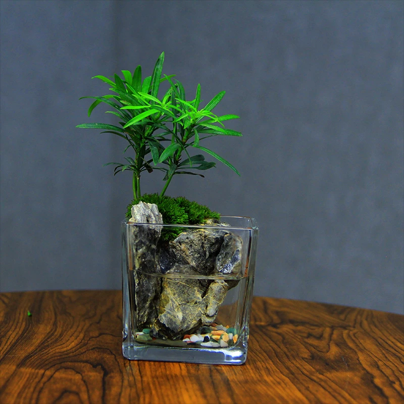 罗汉松~8*8青龙石ins风绿植桌面创意精致盆栽生态玻璃瓶
