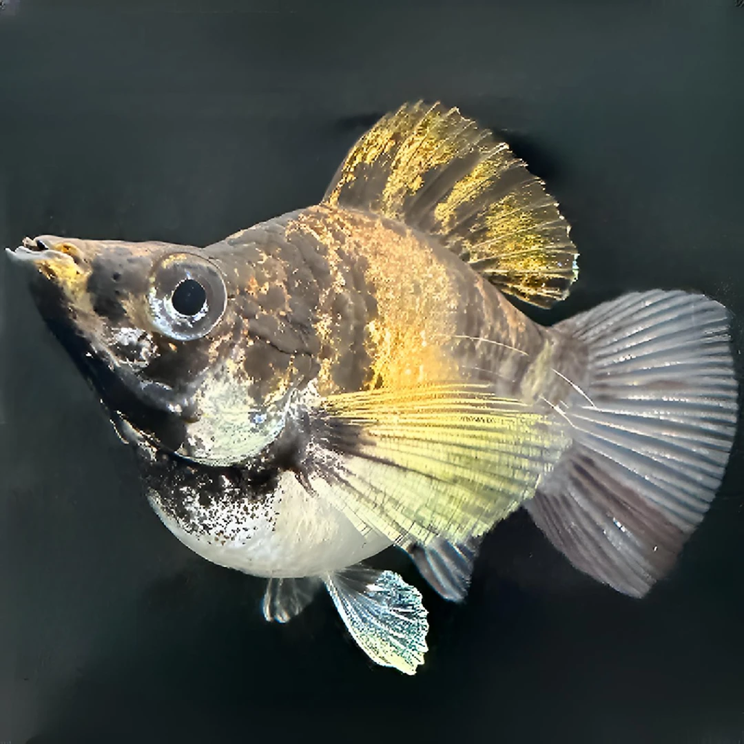 越系原线花老虎玛丽球皮球鱼小型热带观赏鱼活体胎生可直接生小鱼