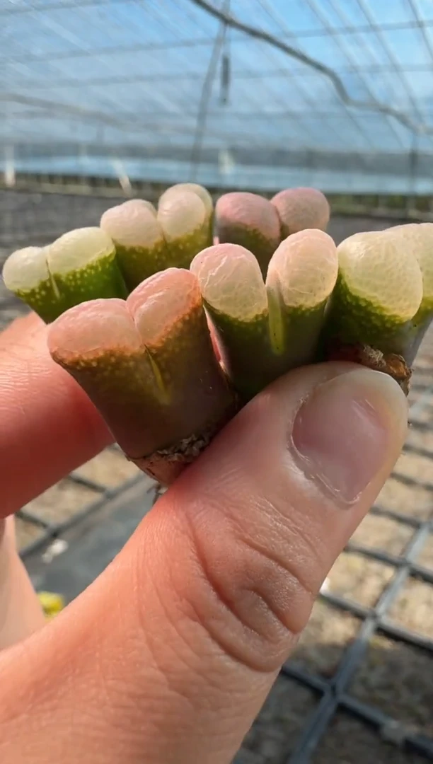 70多肉植物肉锥1453.9粉樱一颗