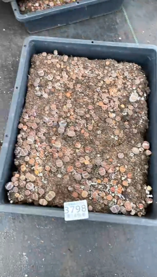 3798特价菊纹章框有疤瑕疵带土不带盆发货