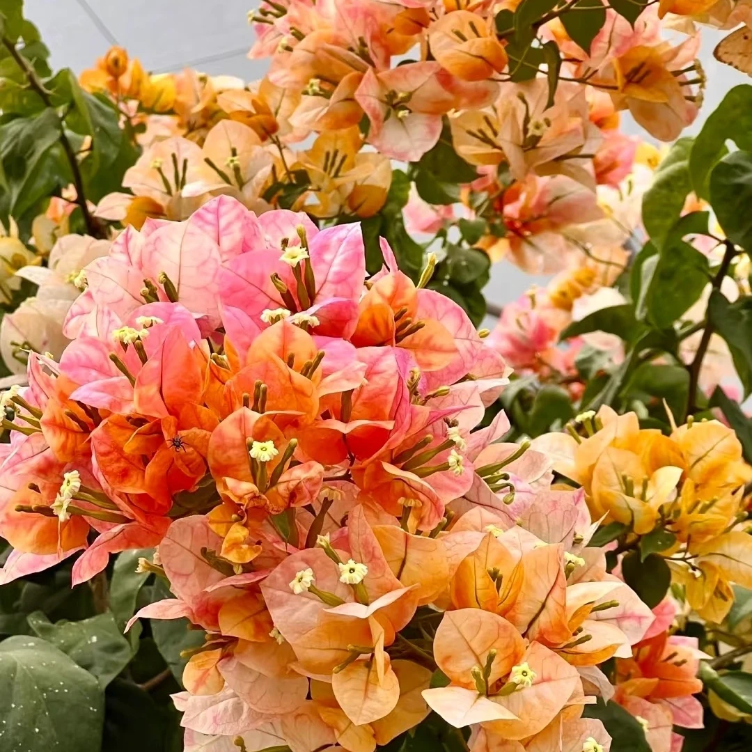 金凤凰嫁接老桩包对版