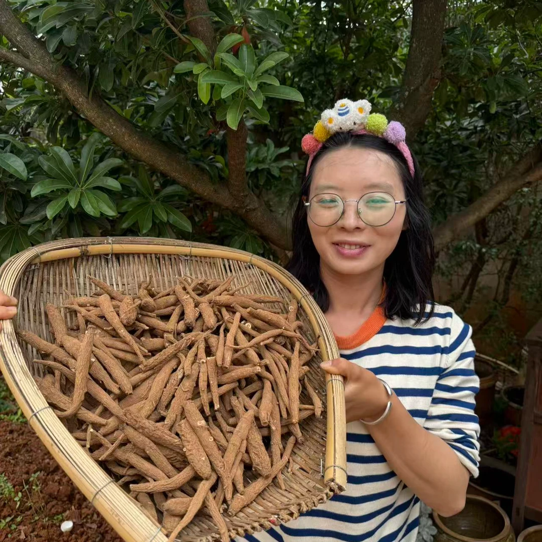 云南香格里拉高海拔山货整根藏当归软糯香甜