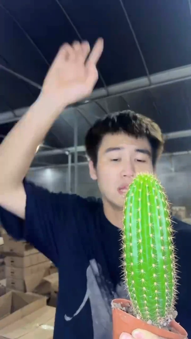 飞碟 毛花柱【带根】12-20cm