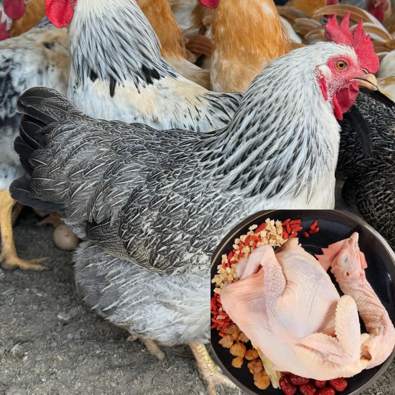 2只稻花母鸡(小) 山林散养300天 黑白花 肉质鲜美生鲜鸡 顺丰包邮