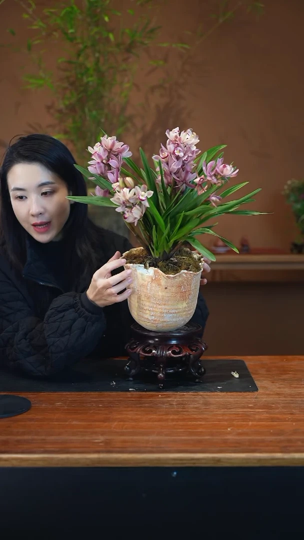 全部花朵阿诗玛盆景盆景