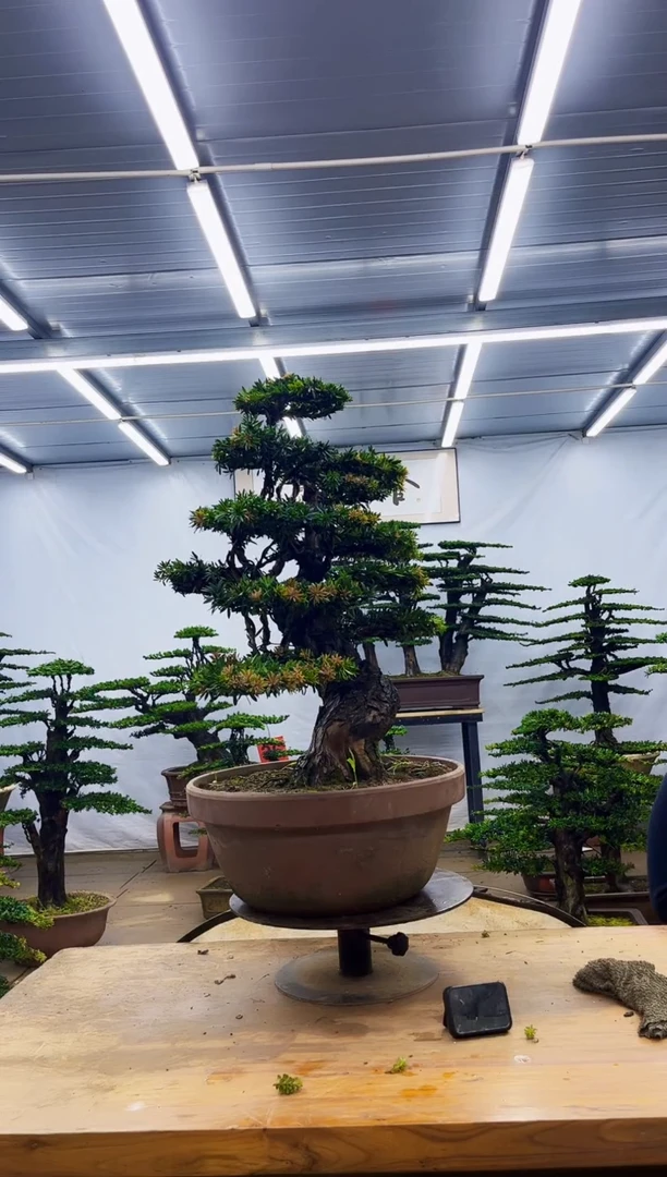 无花朵禄****）一物一拍，所见即所得