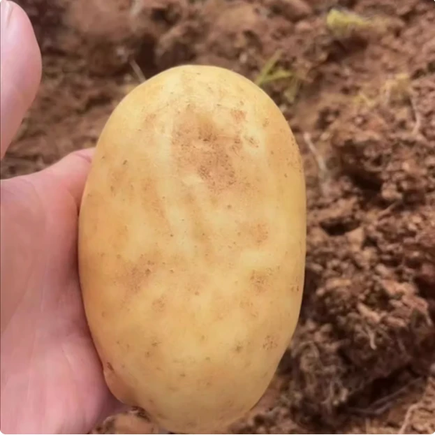 V7土豆黄皮黄心洋芋5-20斤新鲜产地 现挖现发