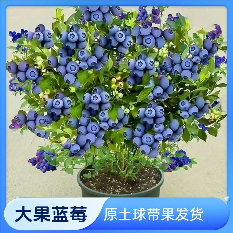 蓝莓树苗一物一拍带果盆栽地栽南北方均可种植