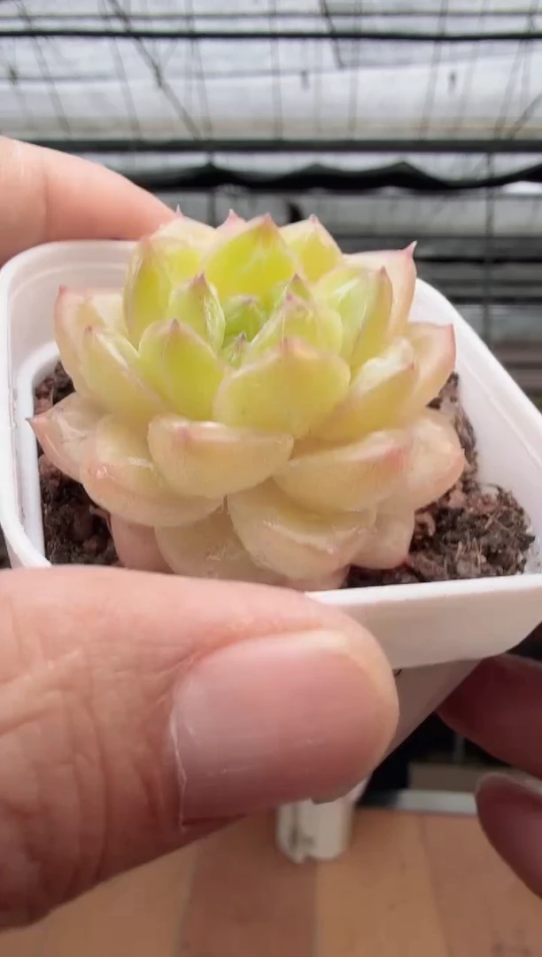 东云多肉园新款-83