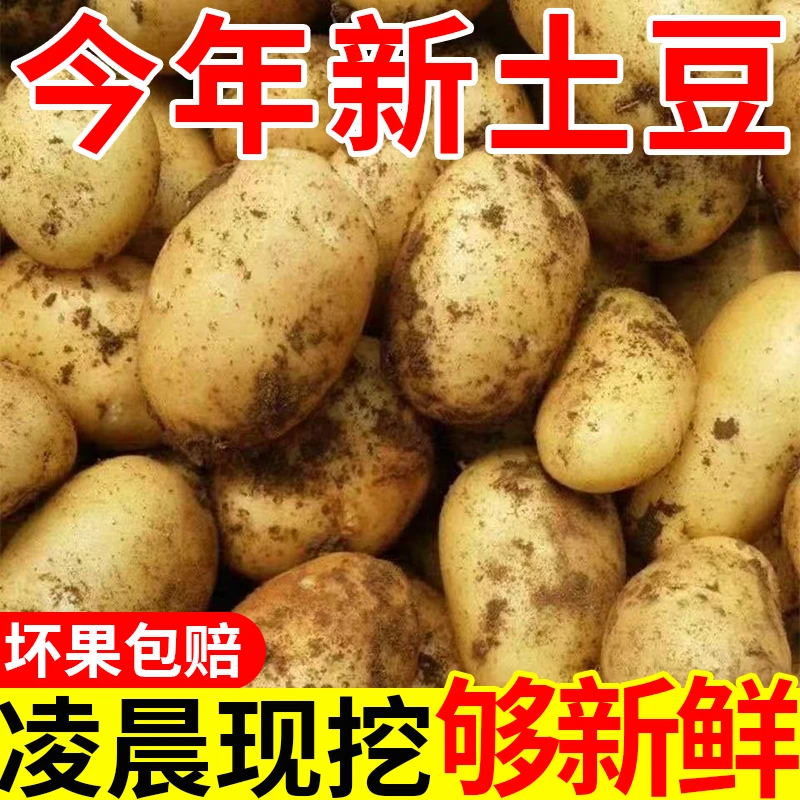 黄心土豆马铃薯现挖农家土豆散装当季新品带箱9.5-10斤