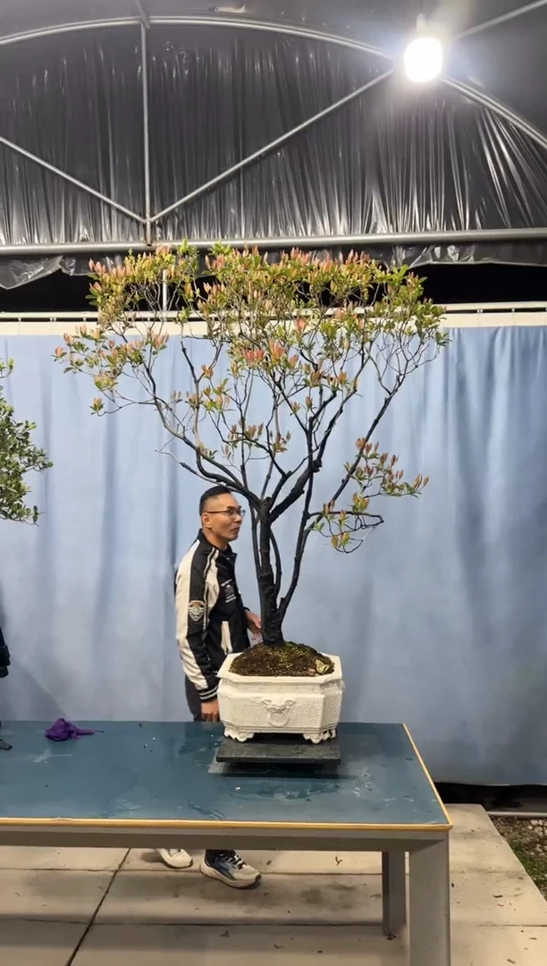 【闪购商品】盆景春花