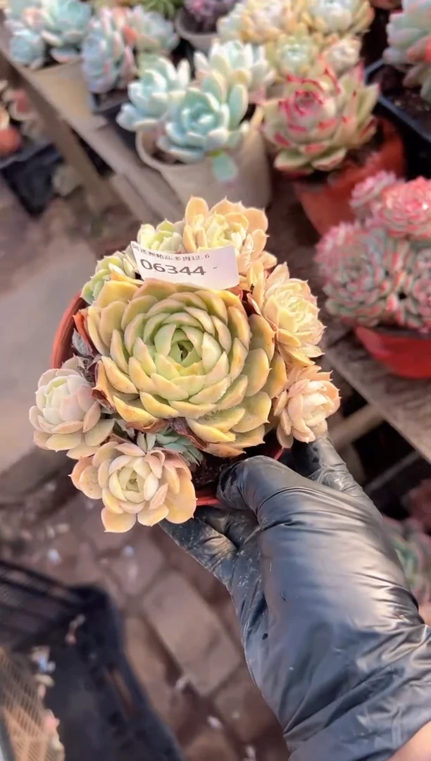 闲*阿迷洲多肉花卉06344