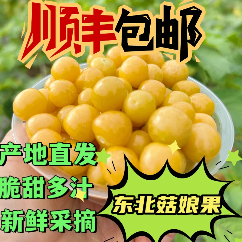 东北姑娘果灯笼果满口爆汁皮薄肉厚果园直发顺丰包邮