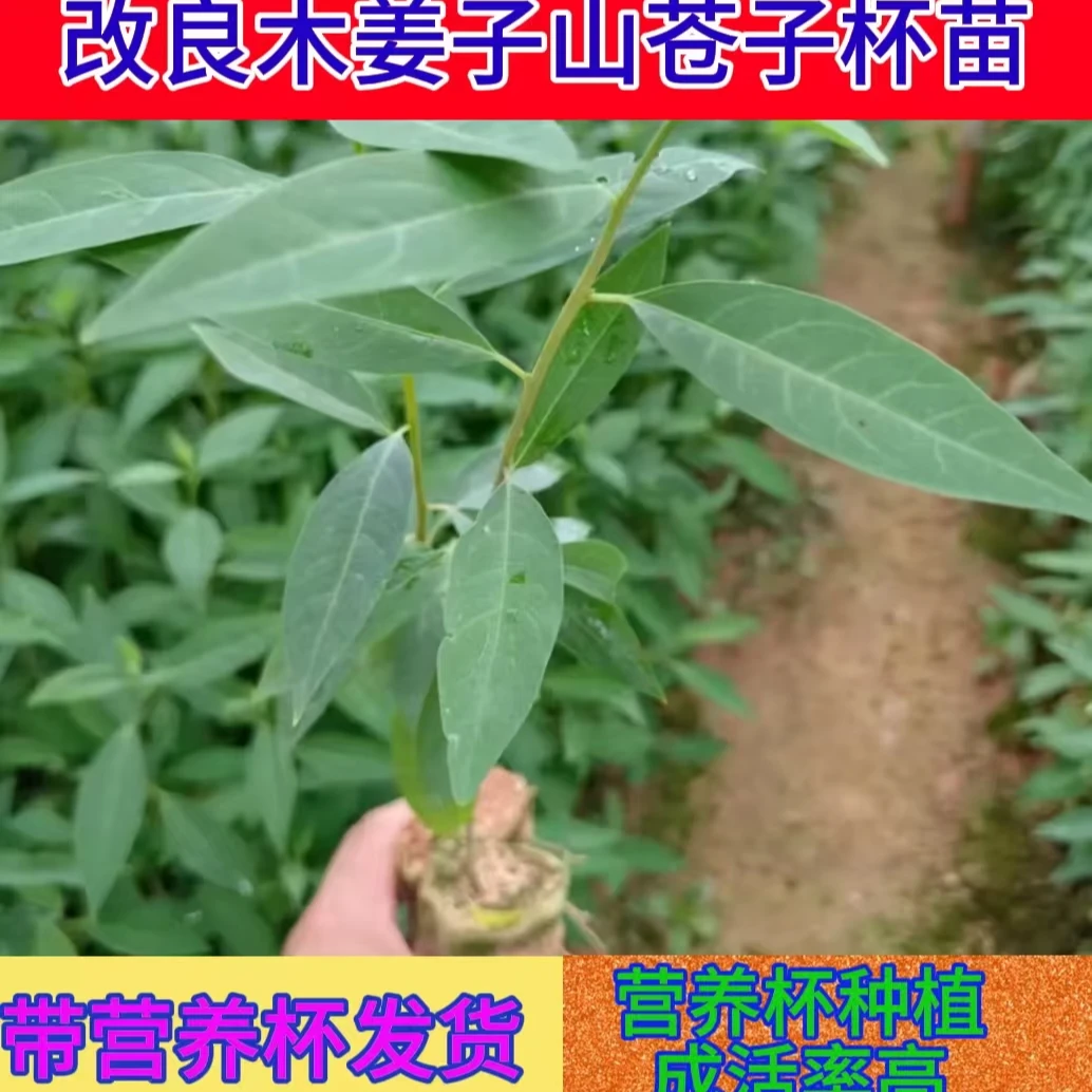 木姜子树苗山胡椒山苍子苗营养杯苗润水不易失水种植苗木成活率高