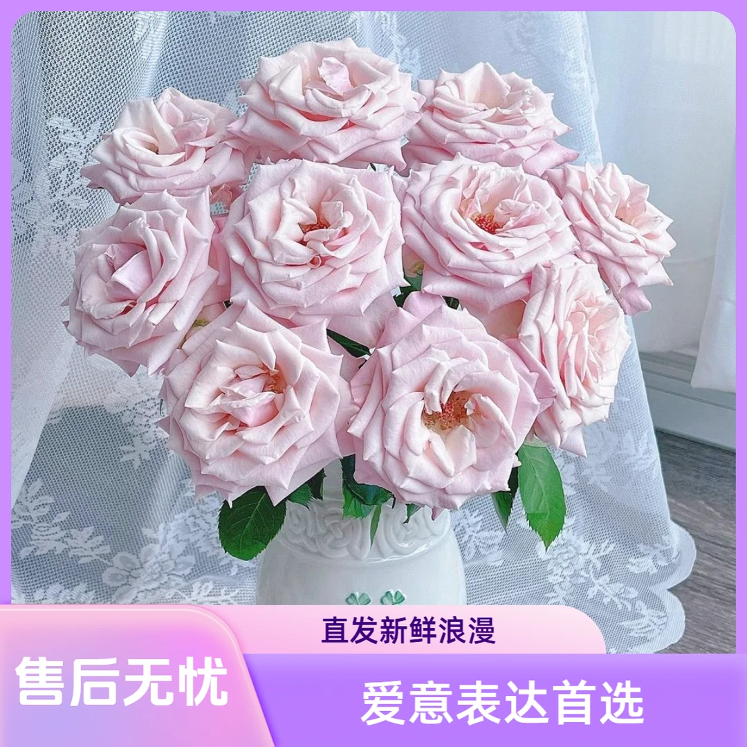 【杨苏莹花房】姆齐娅小姐玫瑰 云南鲜花直发一单顺丰冷链两单空运