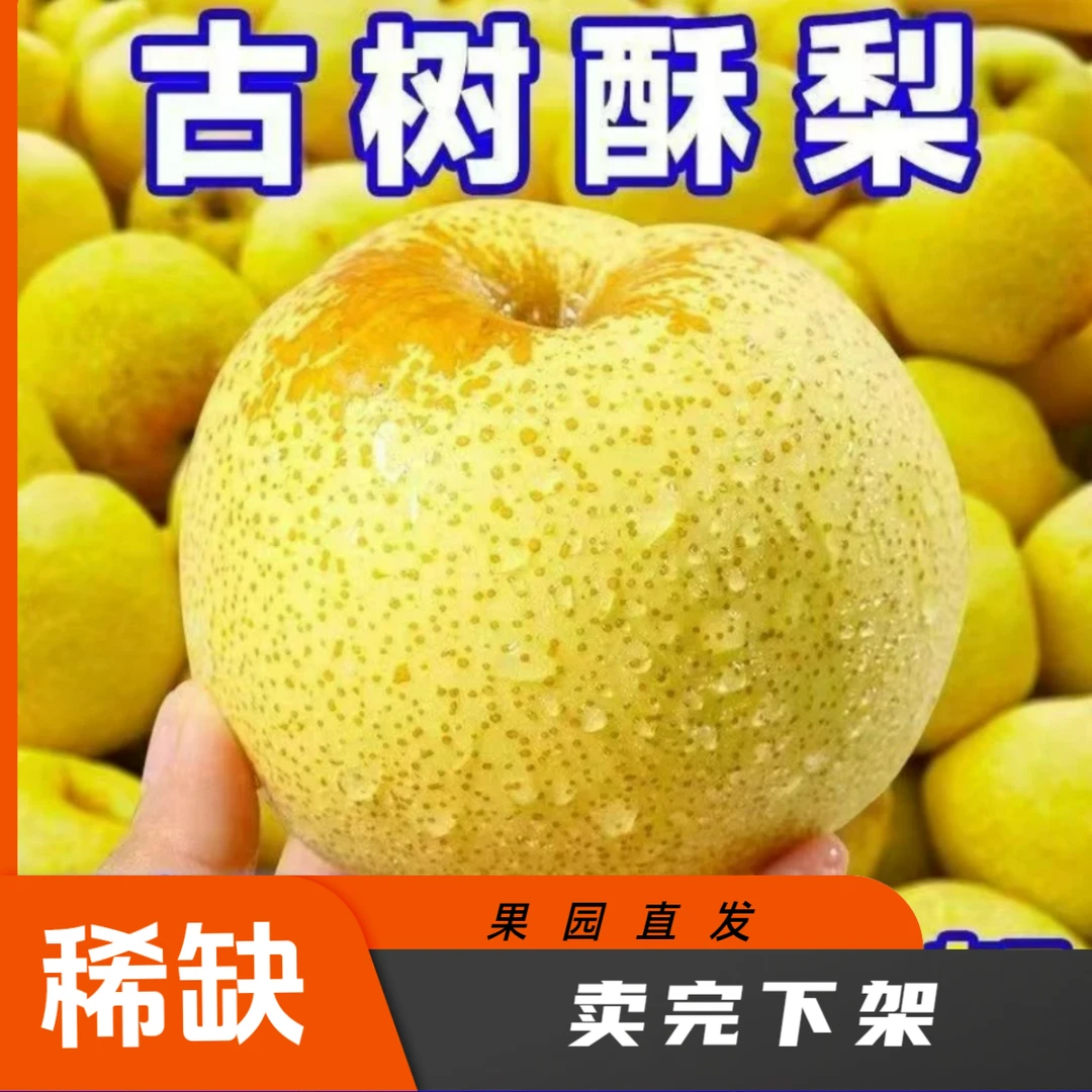 九斤梨王包邮正宗山西贡梨新鲜当季水果皮薄送礼坏果包赔果园直发