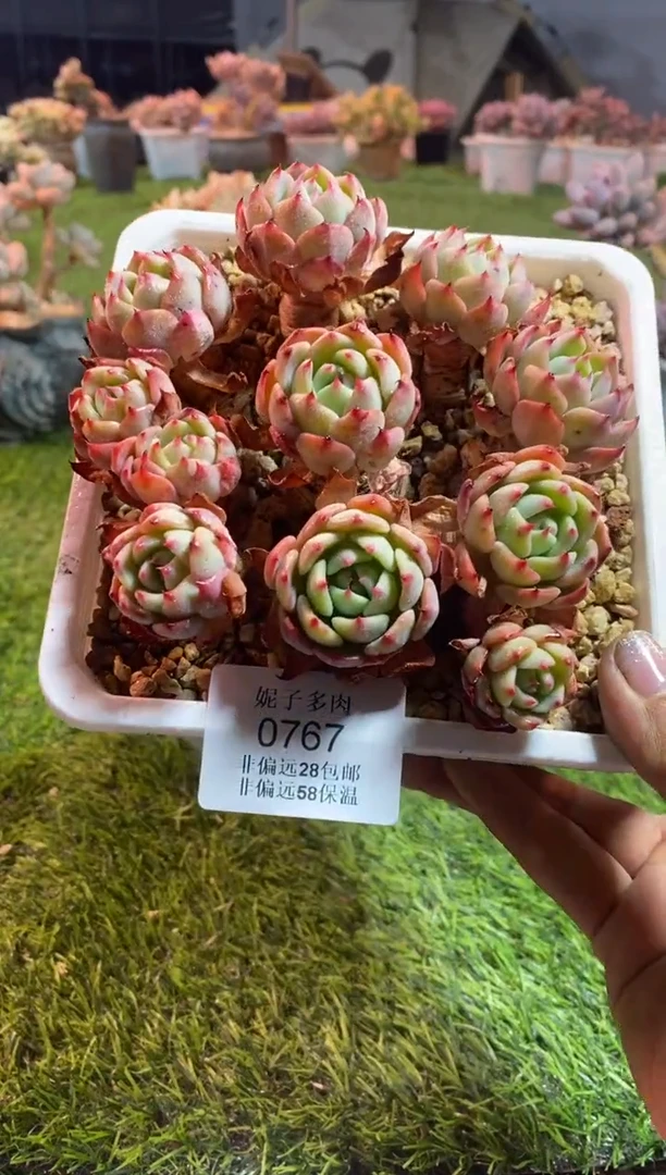 【闪购商品】0767a