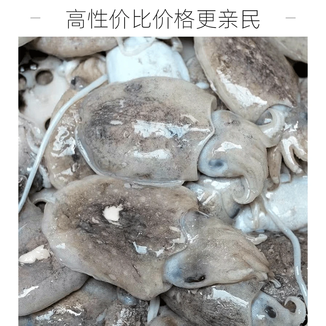 【码头直发】东海本地正宗小乌贼I珍珠墨鱼  产品净重4斤顺丰冷链直达