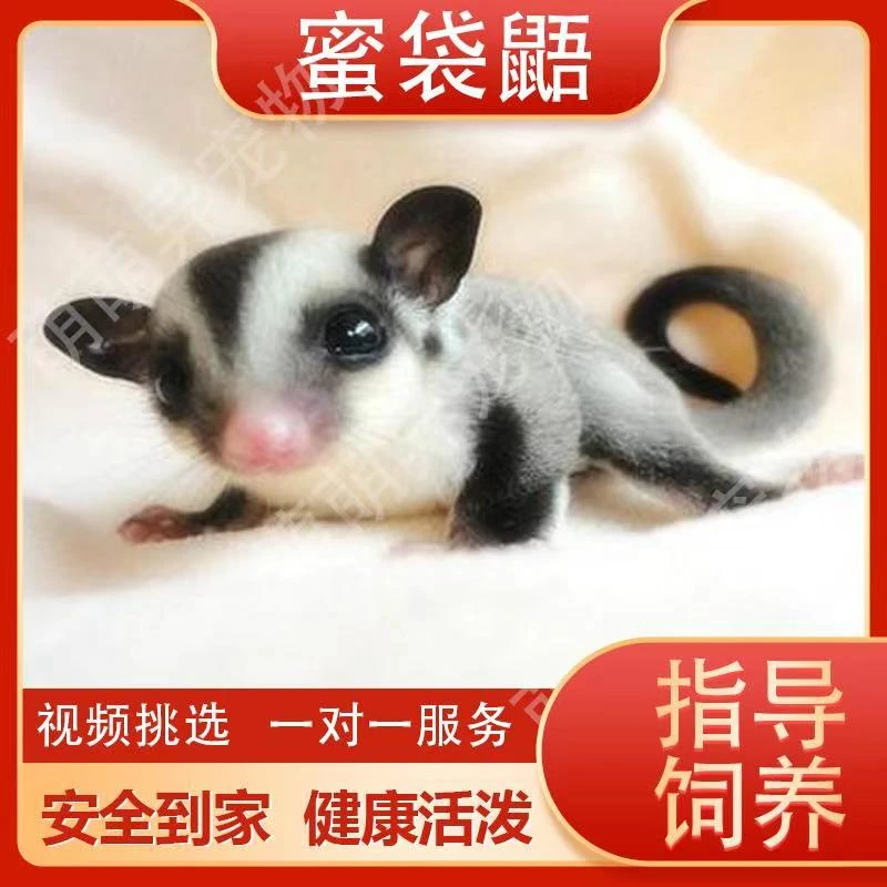 宠物活体小仓鼠蜜袋鼯小飞鼠网红小宠物小孩活体仓鼠宠物活幼体