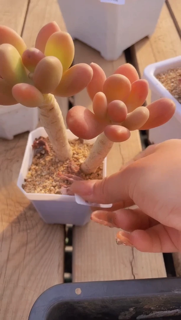 【闪购商品】136芒果奶多肉