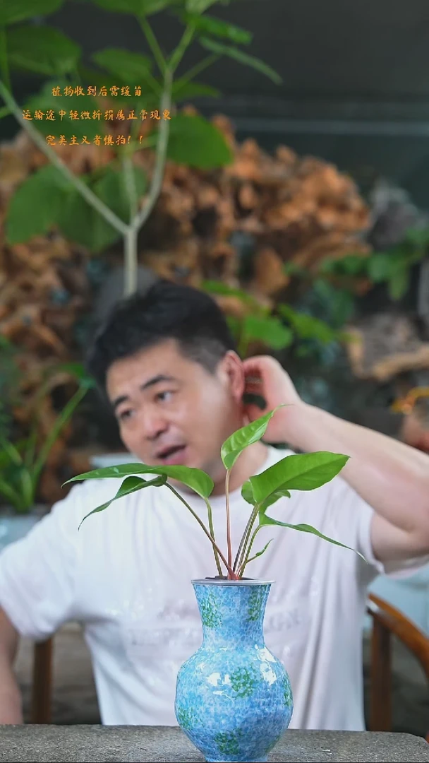 完全开放花烛191T
