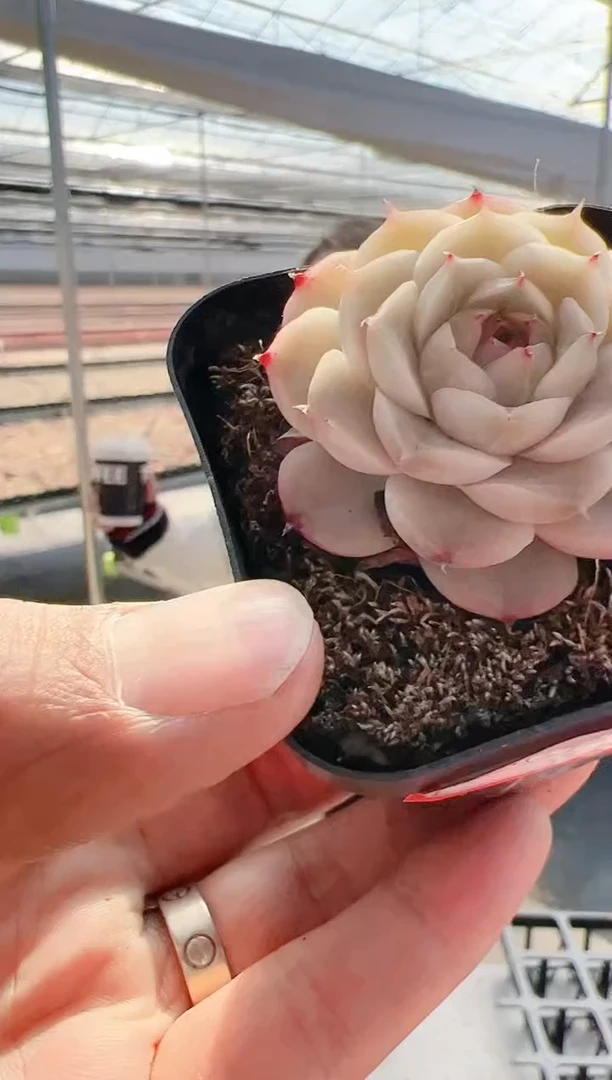 【闪购商品】新-51