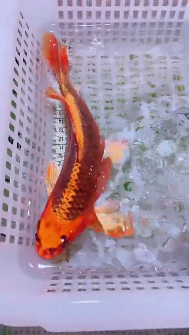 锦鲤血统锦鲤全场包邮12