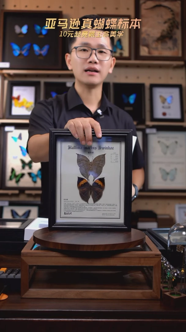 枯叶蝶正反两只中文版10寸欧式框