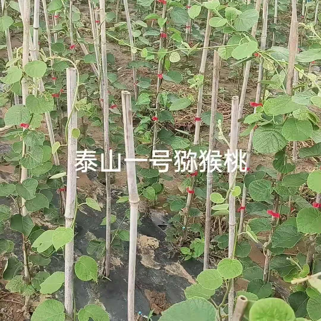 泰山一号弥猴桃猕猴桃两年苗