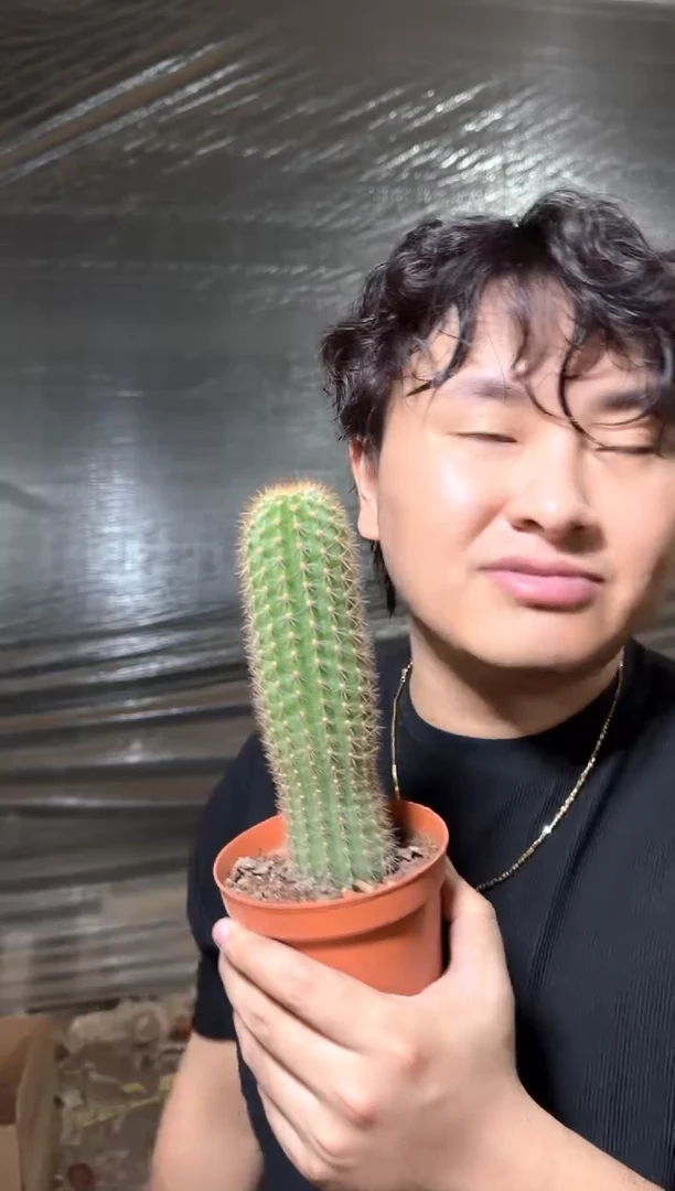 飞碟 毛花柱【带根】