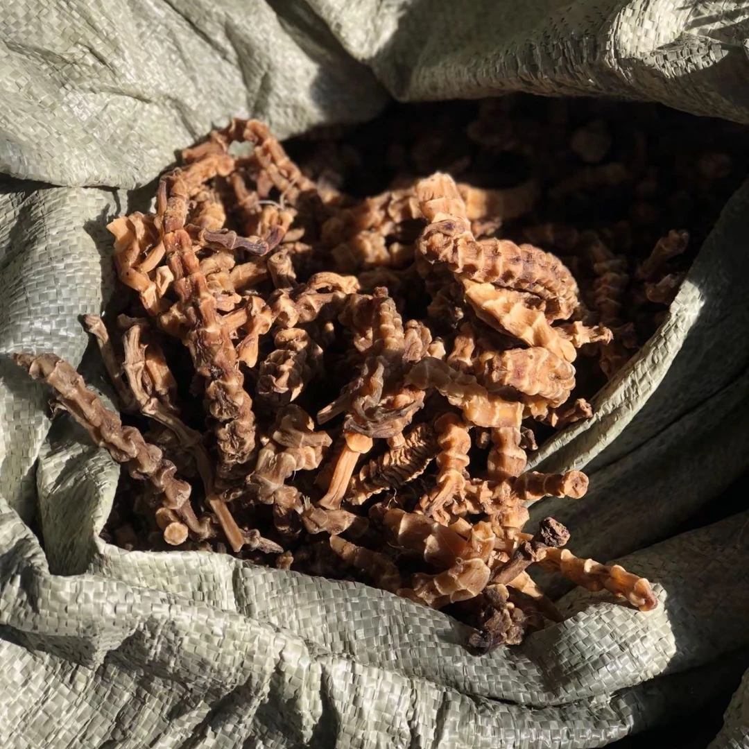 地参虫草参地参干货白虫草竹节参草石蚕顶天柱煲汤泡酒