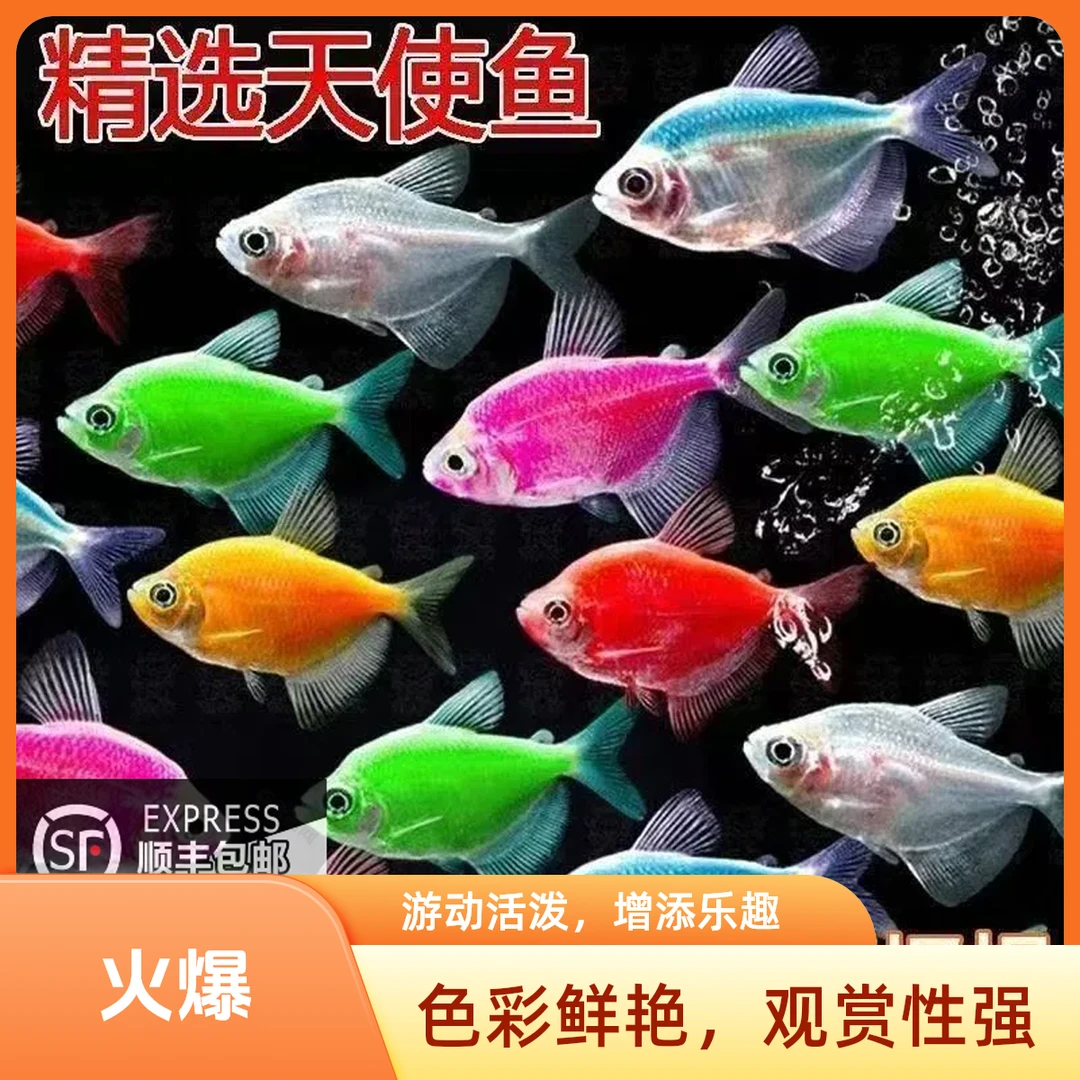 【顺丰广东发货】七彩天使鱼淡水鱼小鱼五颜六色色彩斑斓永不褪色