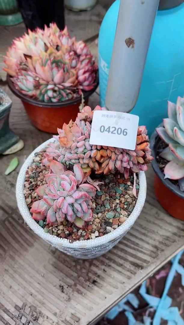 【闪购商品】04206