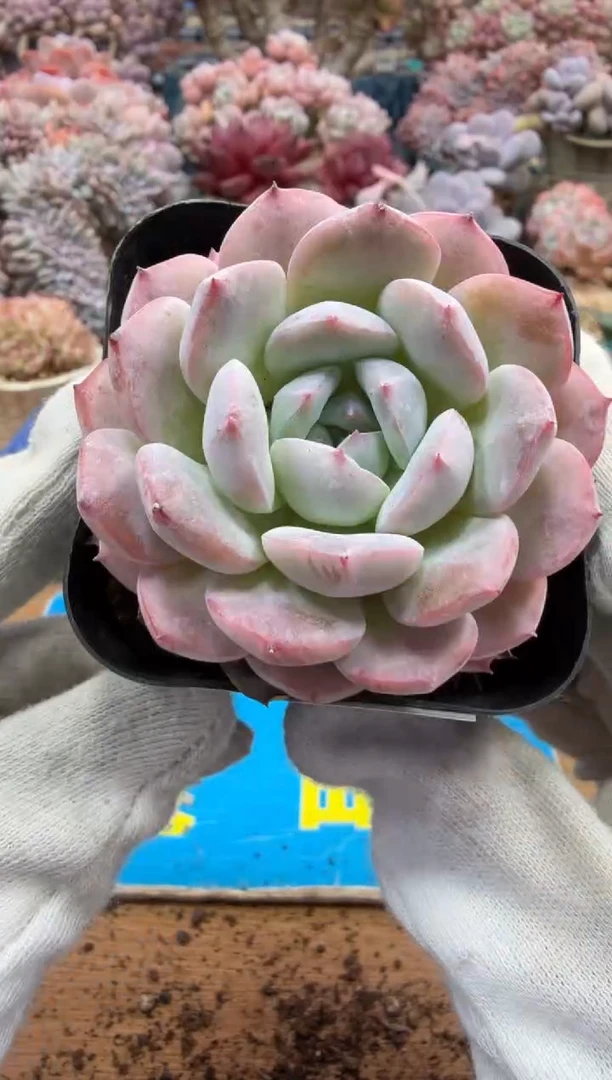 东云多肉园二店-500