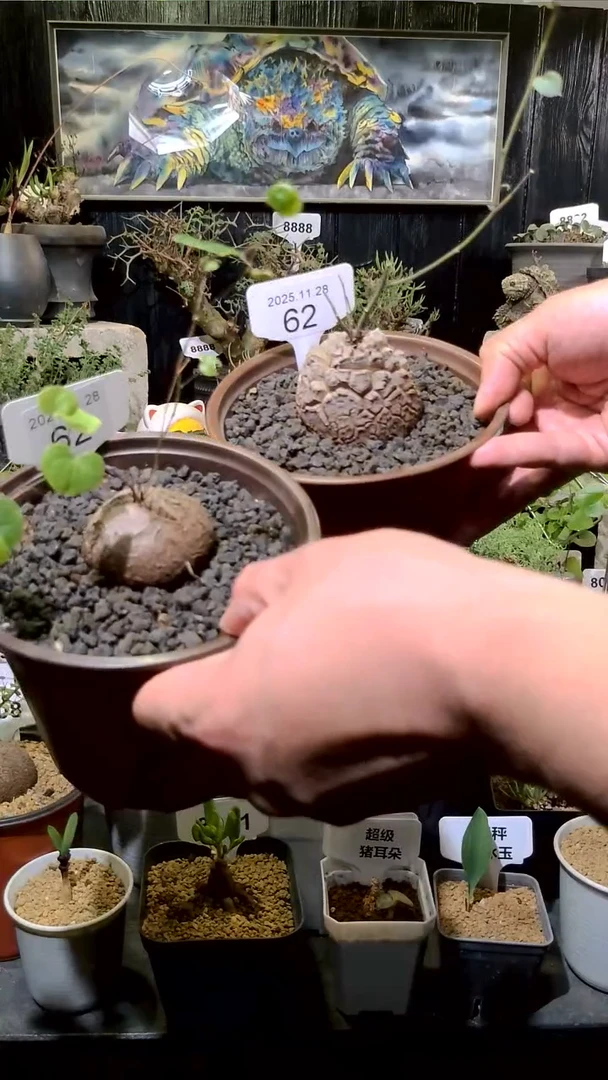 62号1128福利南非龟甲龙买一送一