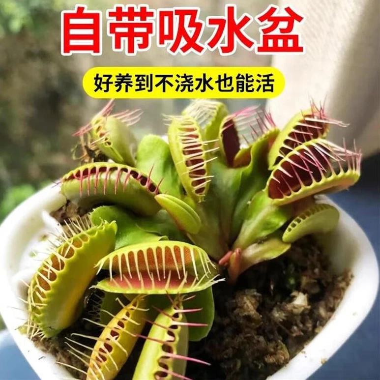 【超大捕蝇草】成品巨夹捕蝇食虫植物驱蚊草绿植懒人盆栽