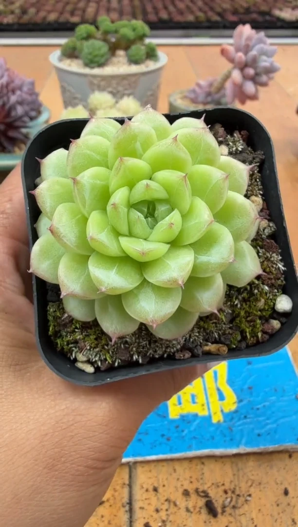 东云多肉园二店-552