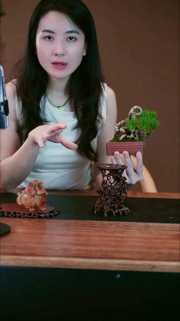 无花朵黑松盆景盆景盆景