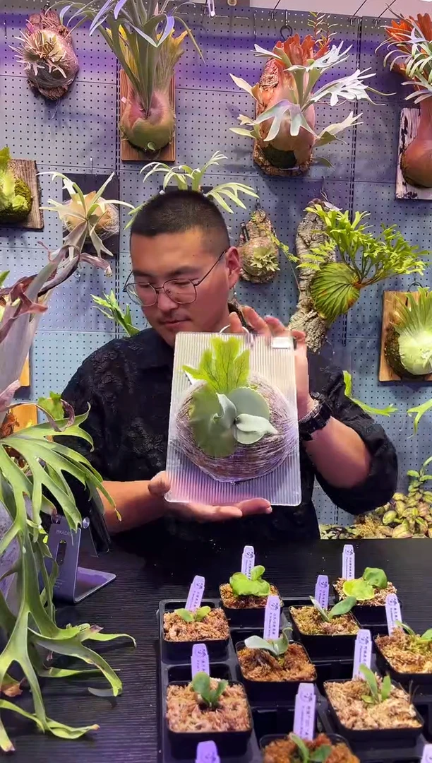完全开放15 板植白波哥