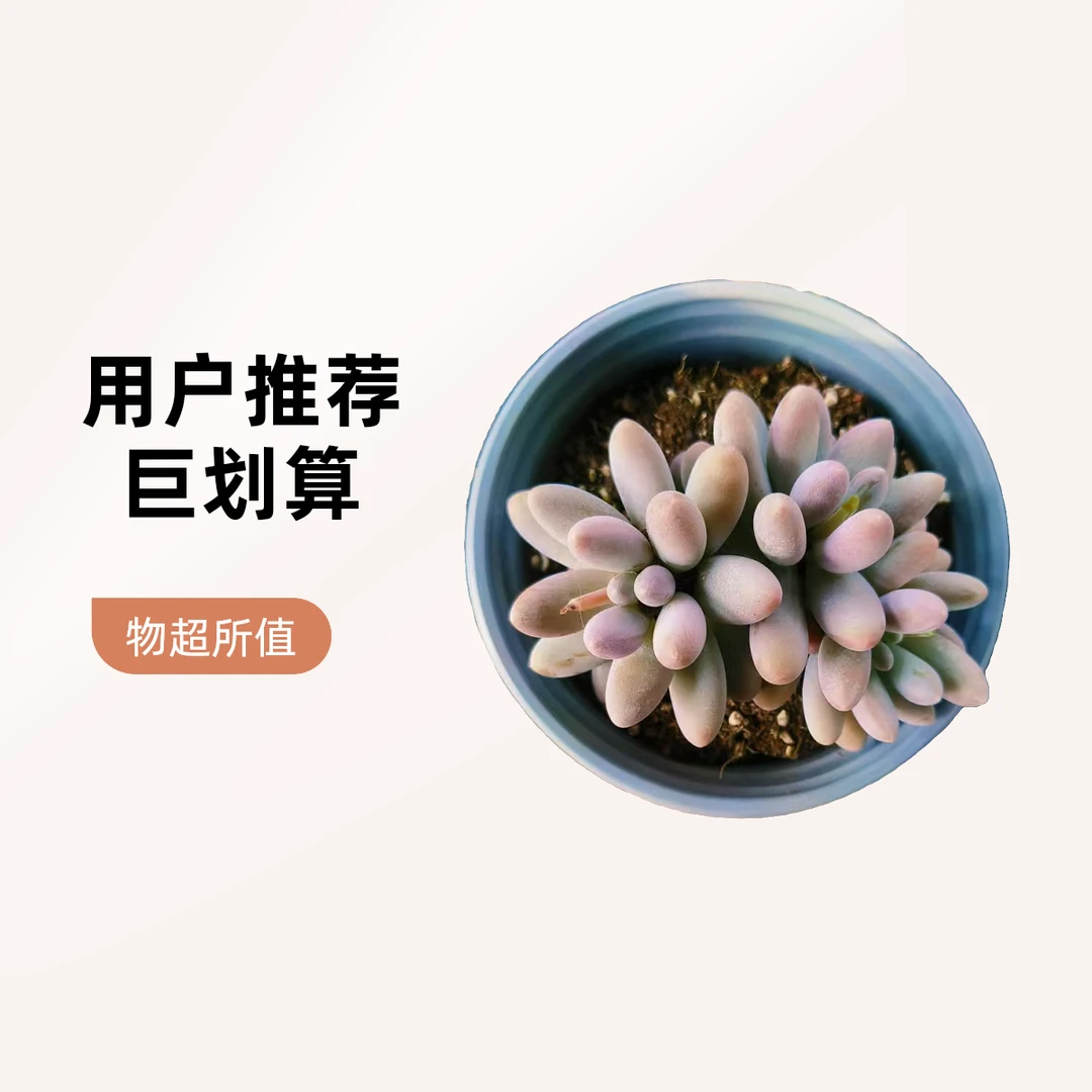 满9.9元包邮 手指 多肉植物 直播间展示为准