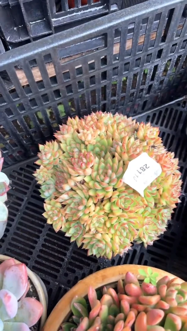 小*明多肉植物一物一拍28110