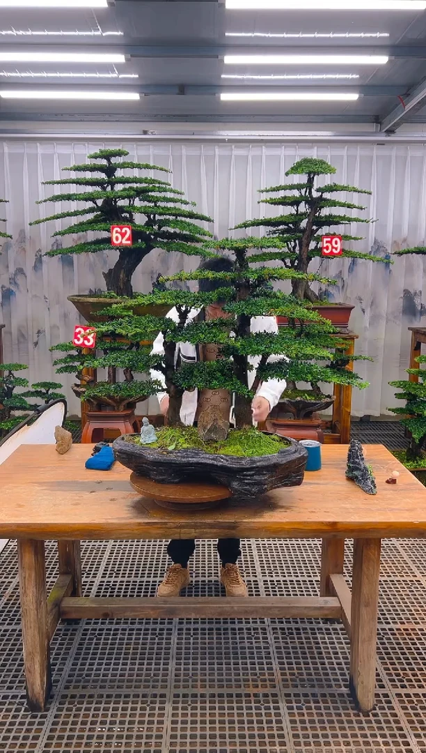 无花朵精品盆景直播间一物一拍