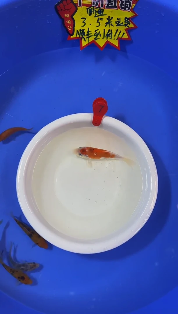 锦鲤活体二号链接
