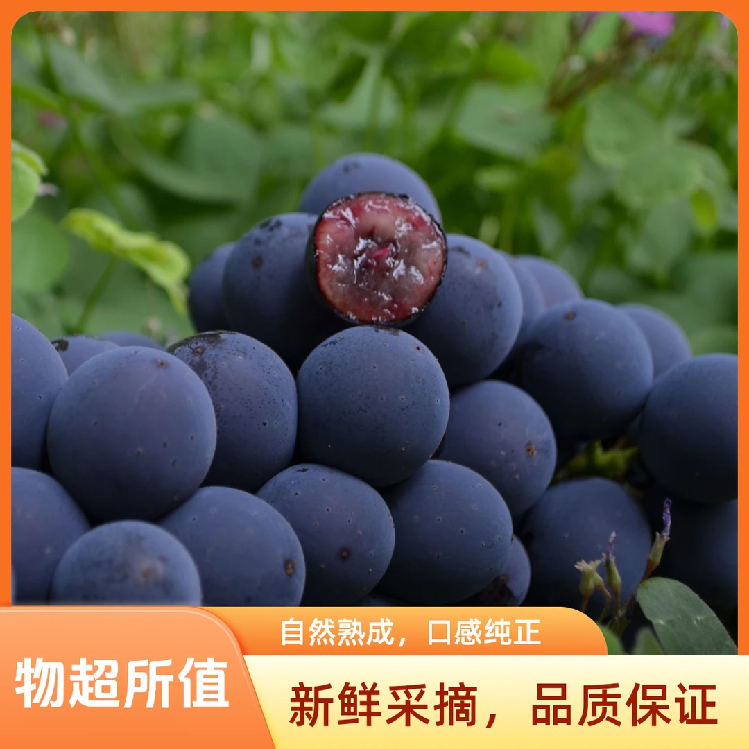 新鲜夏黑葡萄   无籽脆甜爆汁   深紫色果粒   现摘现发