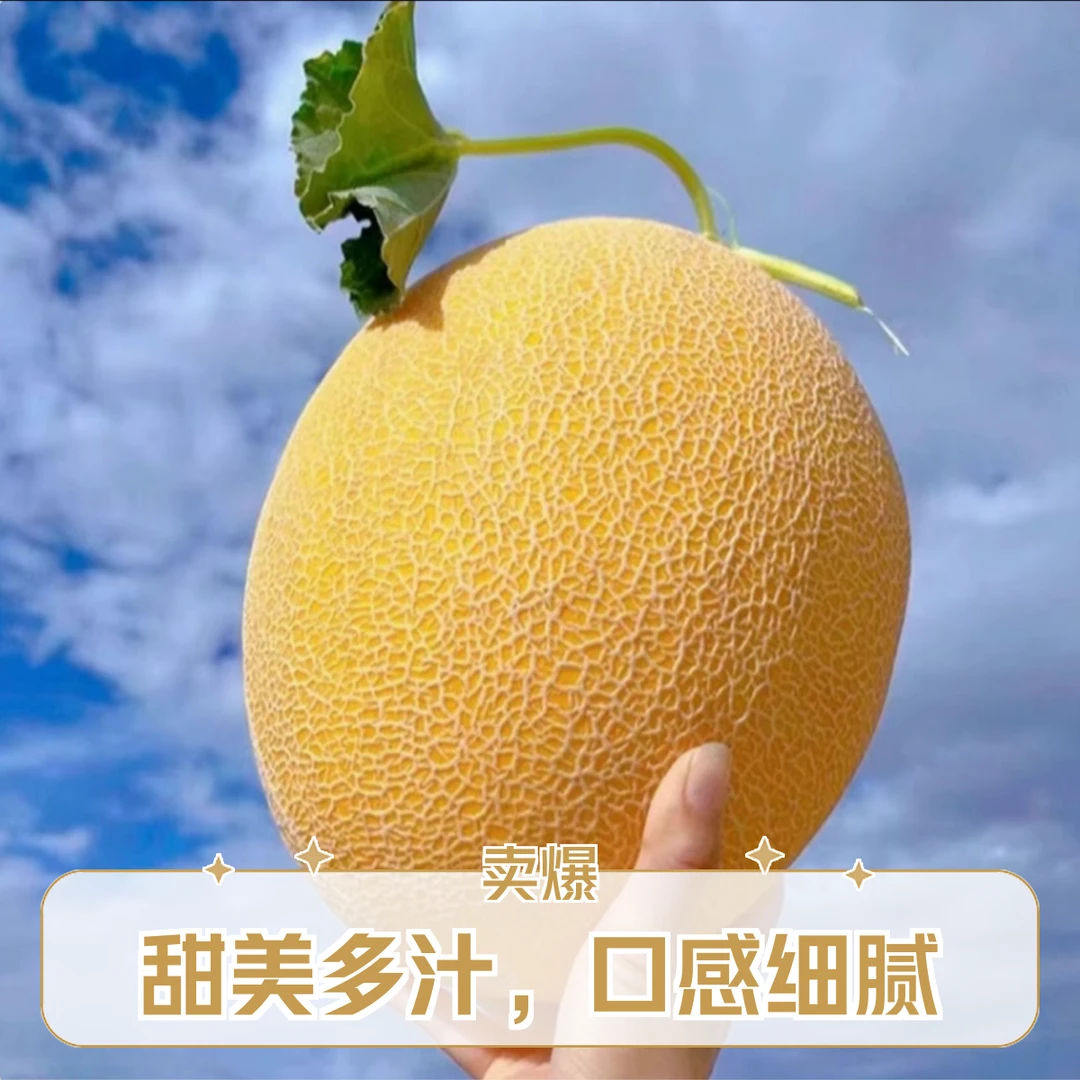 【顺丰次日达】新鲜现摘现发新疆金色年华哈密瓜水果LZX精品爆甜皮薄新疆维吾尔自治区