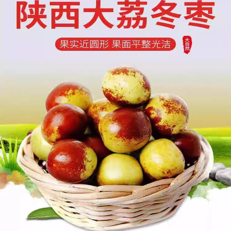 【顺丰包邮】正宗陕西大荔冬枣脆甜多汁冰糖枣产地现摘现发