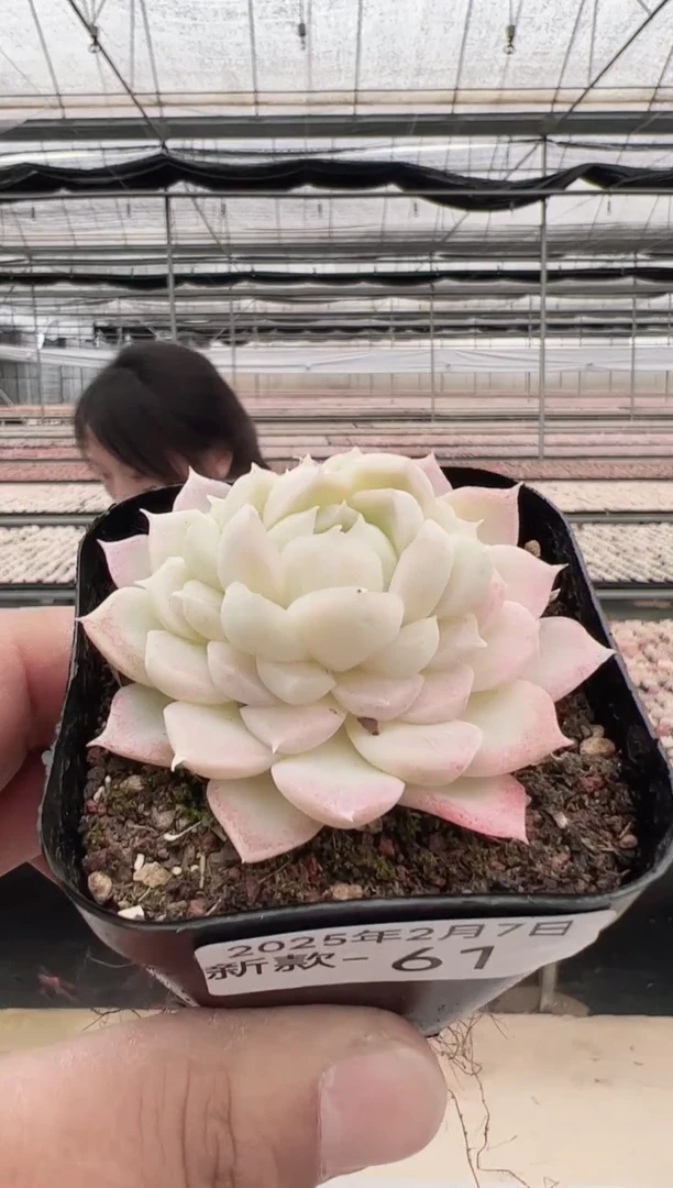 【闪购商品】新款多肉-61