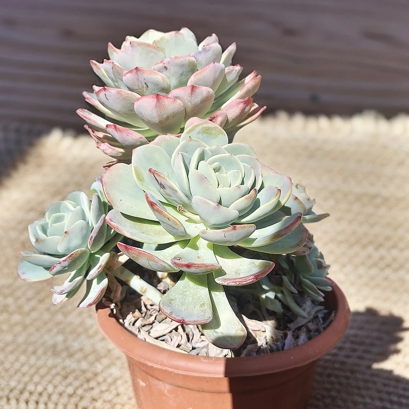 白月光新手必拍 好看好养 多肉植物云南昆明发货精品多肉