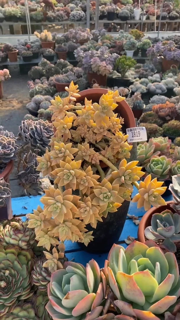 【闪购商品】1819橙色恋人