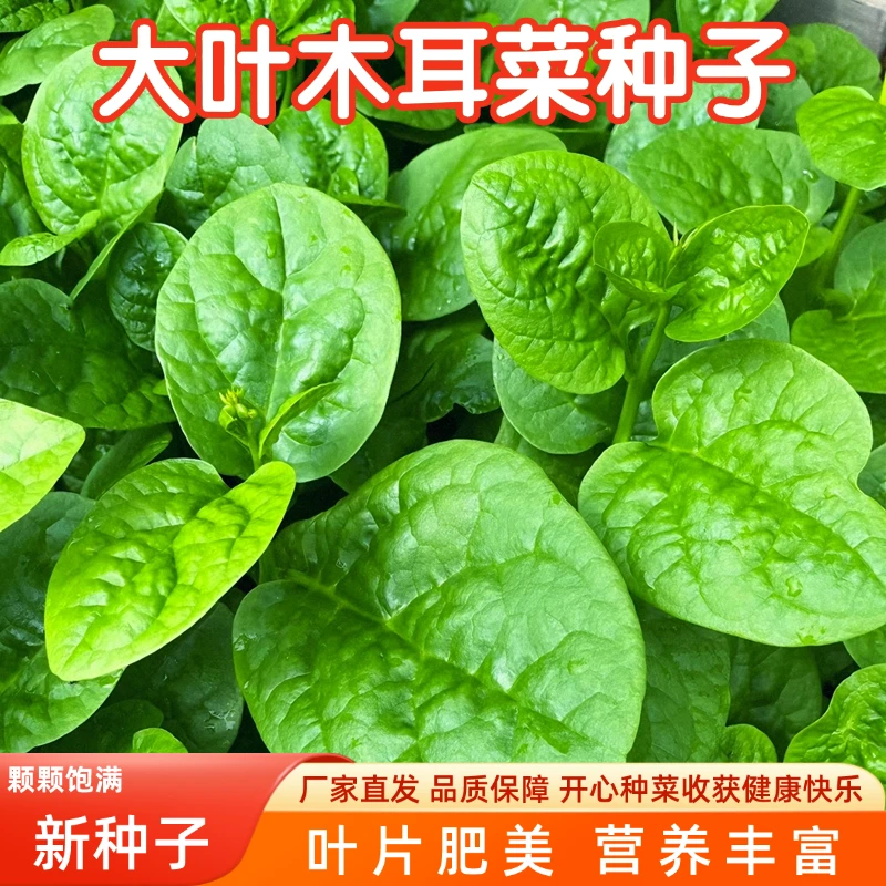 【全店满5包包邮】大叶木耳菜种籽耐热蔬菜种子盆栽阳台庭院种植
